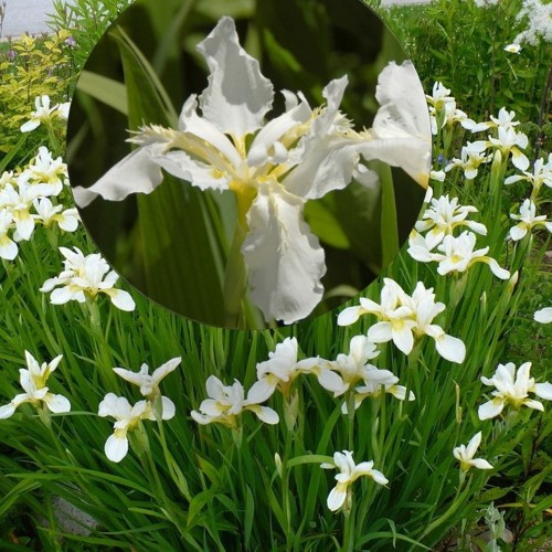 Iris sibirica 'Snow Queen' - Siberi iiris 'Snow Queen' C1,5/1,5L